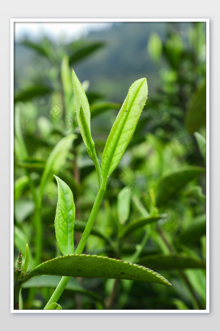春天绿色茶叶嫩芽摄影图片