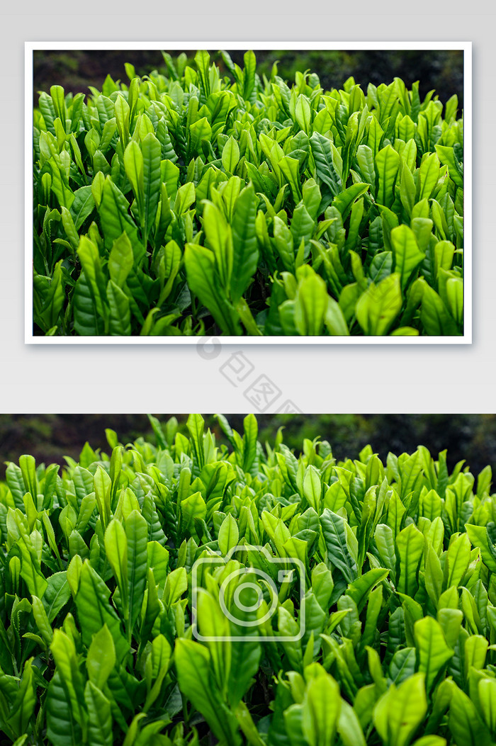 繁盛的茶叶摄影图片图片