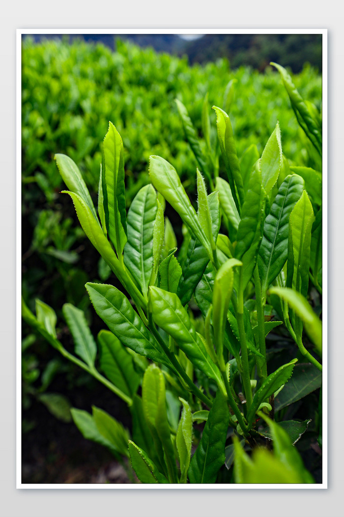 绿色植物茶叶摄影图片