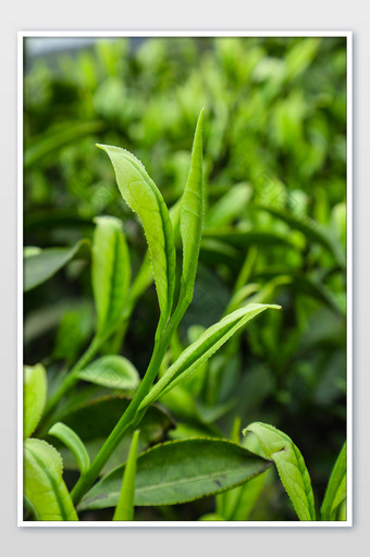 绿色嫩芽茶叶特写摄影图片