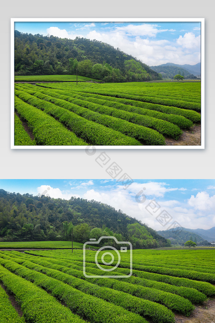 春天自然风景茶园摄影图片