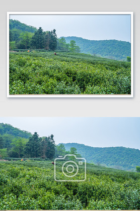 西湖龙井茶场茶叶基地摄影图