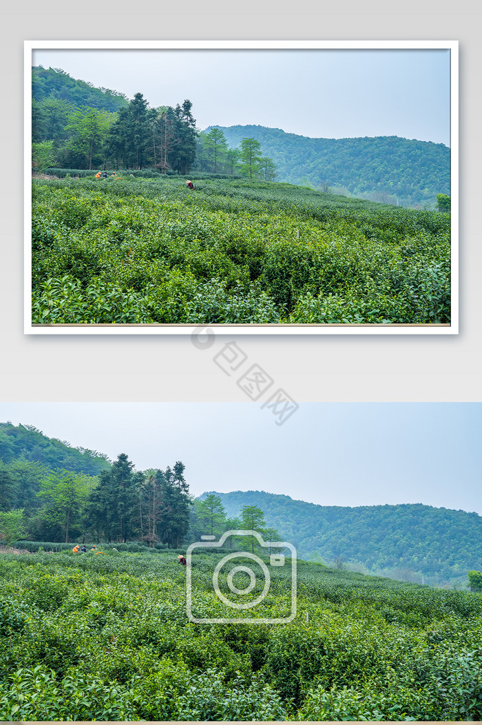 西湖龙井茶场茶叶基地摄影图图片