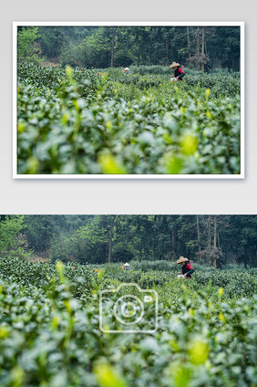 茶农茶叶采摘场景摄影图
