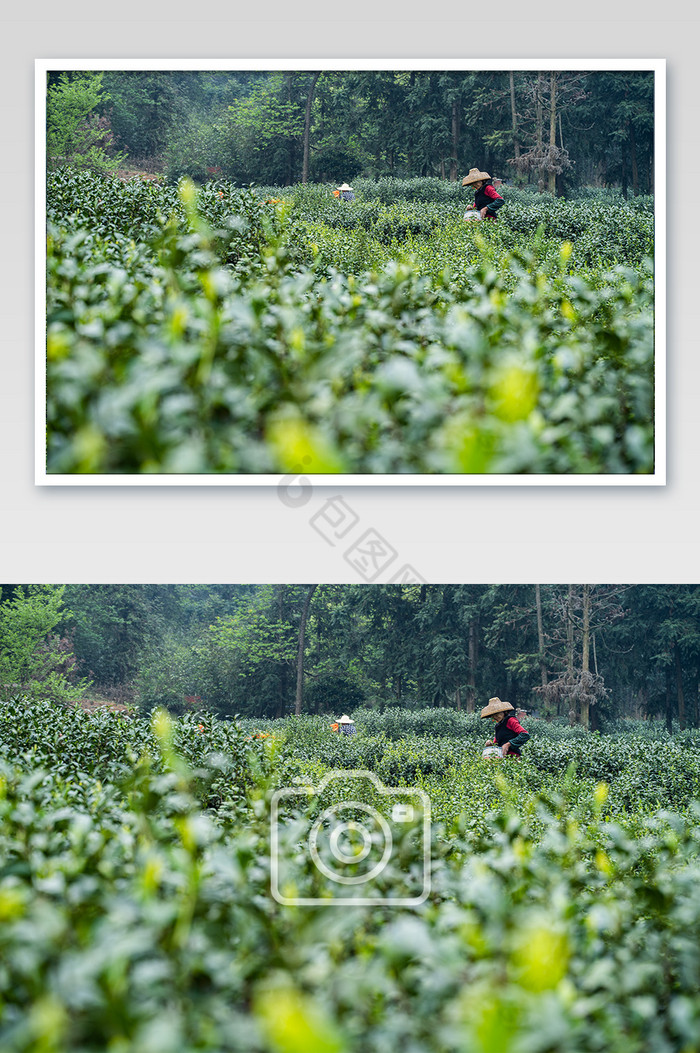 茶农茶叶采摘场景摄影图图片