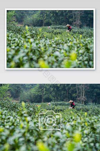茶农茶叶采摘场景摄影图图片