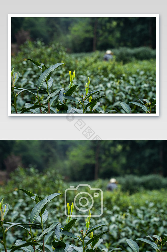 绿茶茶叶基地局部摄影图图片