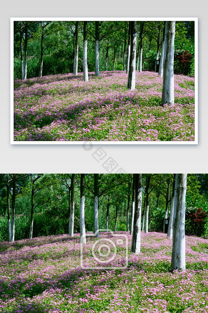浪漫粉色花丛树林摄影图图片图片