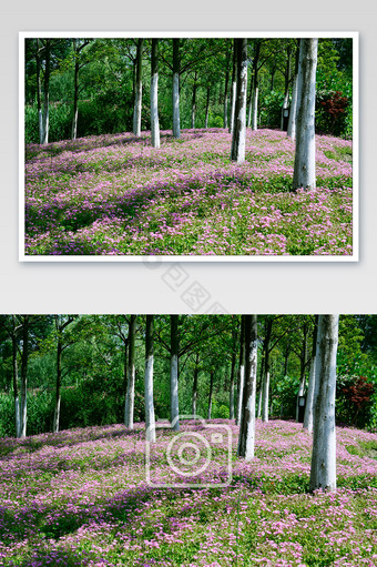 浪漫粉色花丛树林摄影图图片