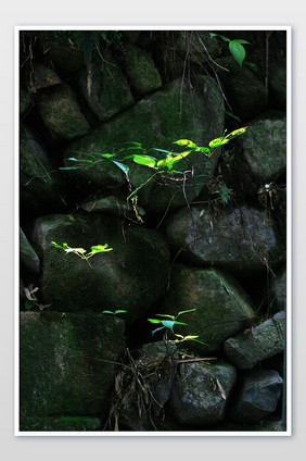 石头墙里的争取阳光的植物摄影图