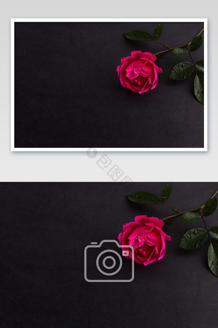 刺玫瑰单枝单朵玫瑰花黑色底暗调花朵素材图片图片