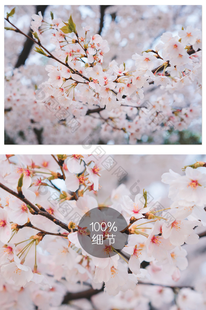 粉色春季浪漫樱花梦幻摄影图