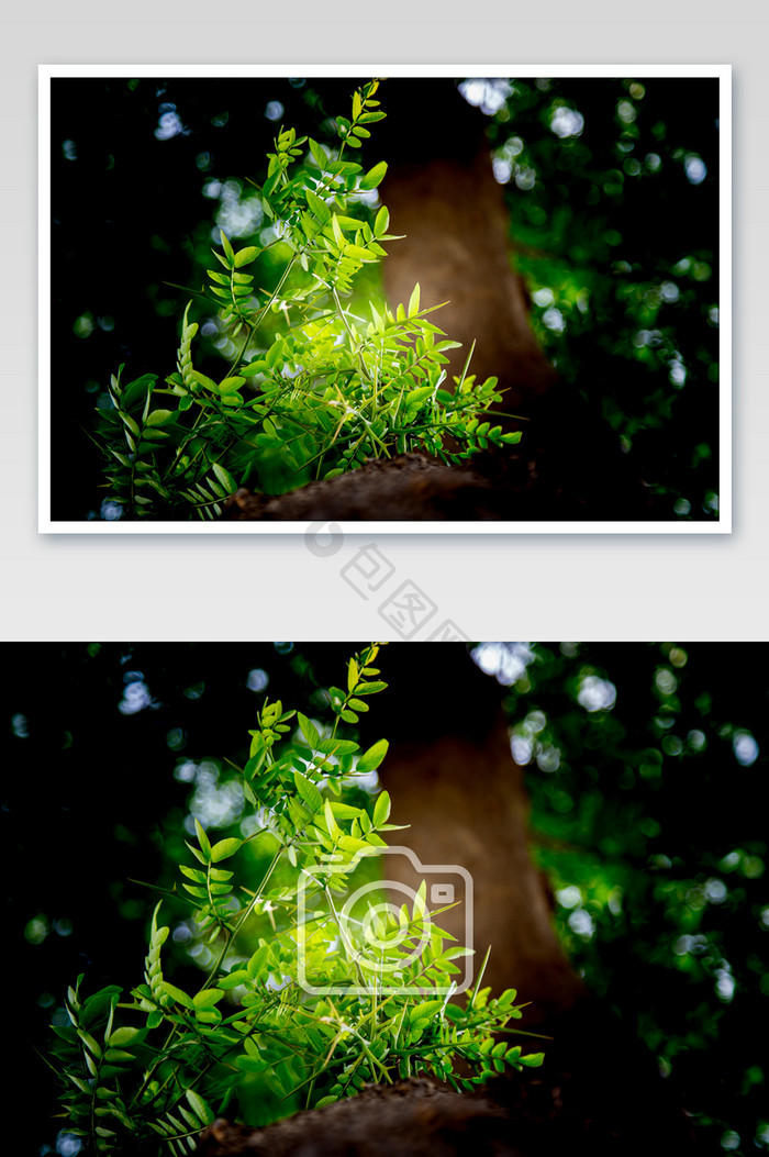 皂角树叶摄影图片