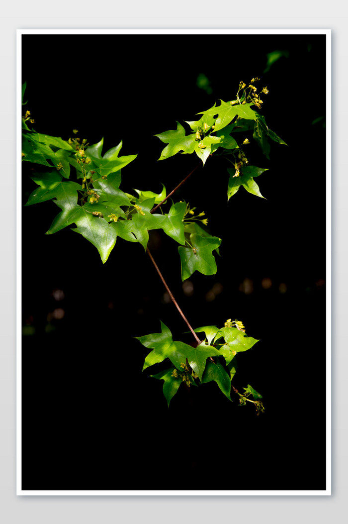 黑色背景下的树叶摄影图片图片