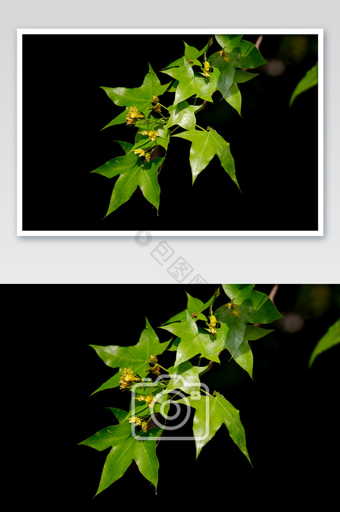 槭树树叶摄影图片