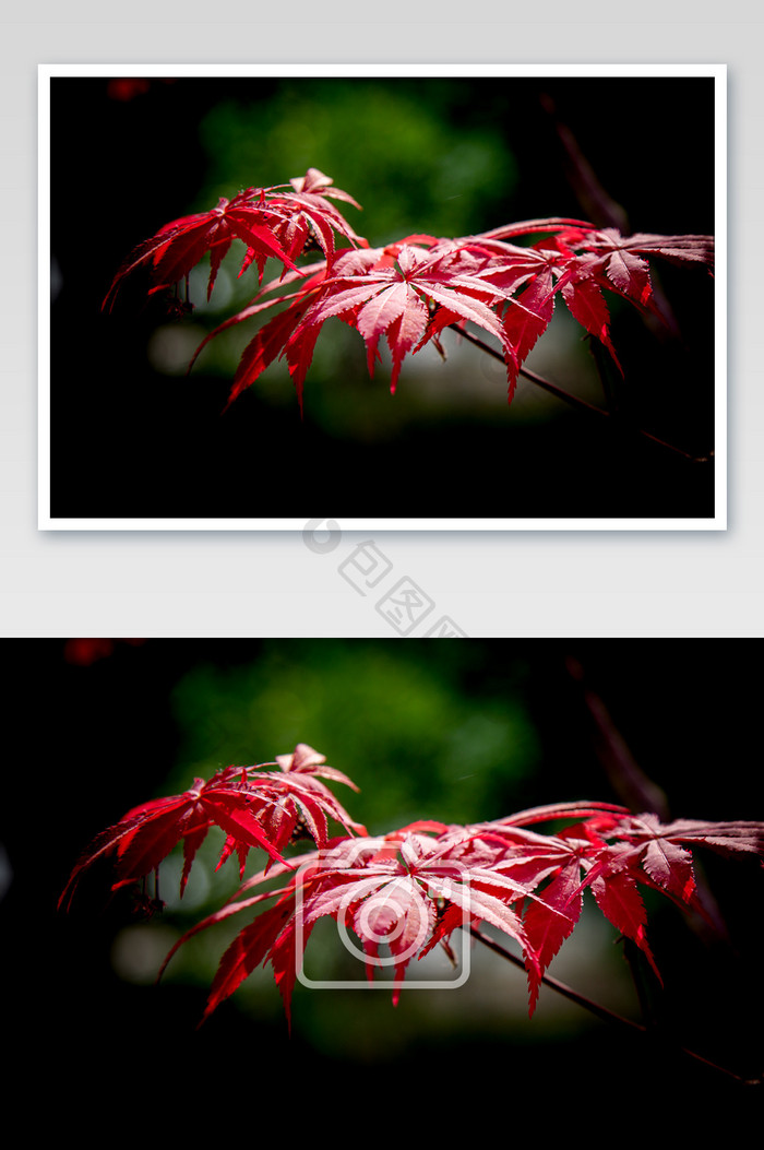 红色枫树树叶摄影图片