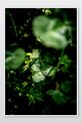 雨后的三叶草摄影图片