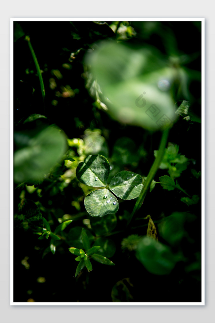 雨后的三叶草摄影图片