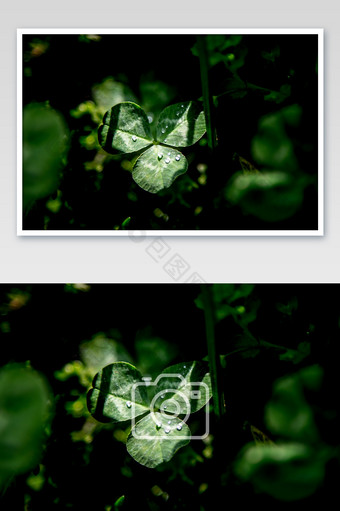 绿叶水珠摄影图片