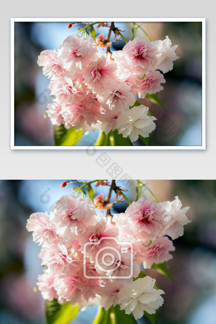 樱花花束摄影图片