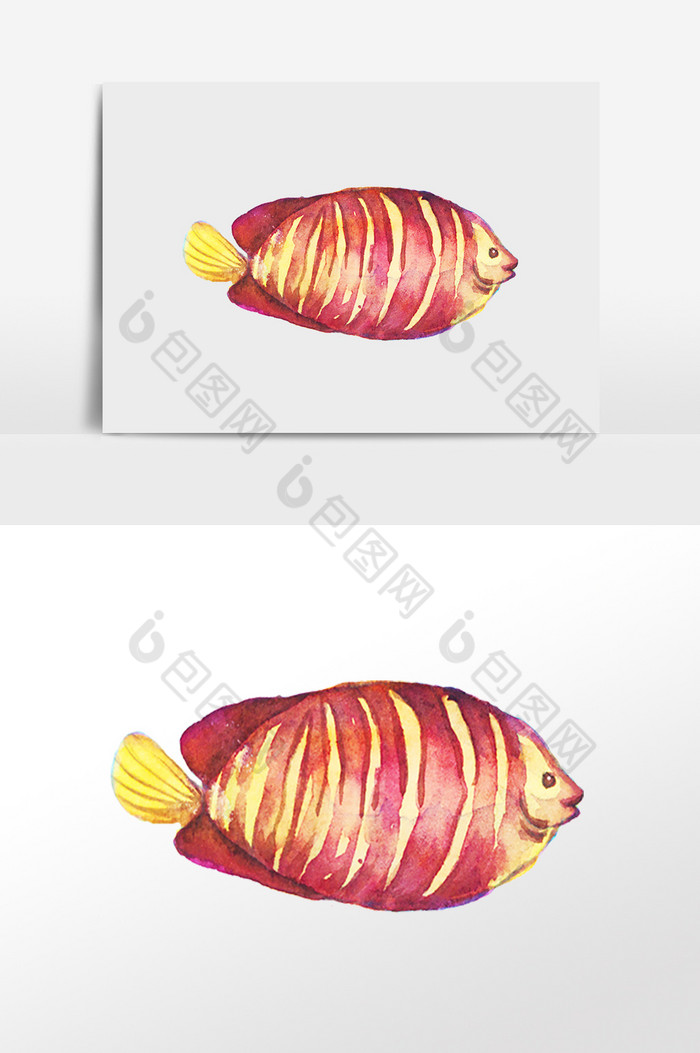 海洋生物水生物热带鱼插画图片图片