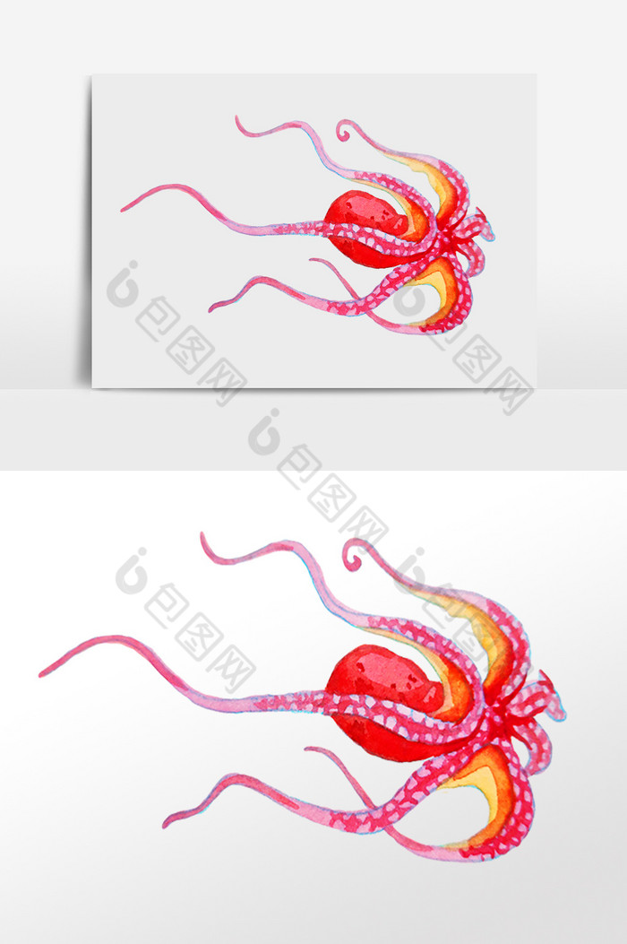海洋生物水生物鱿鱼插画图片图片