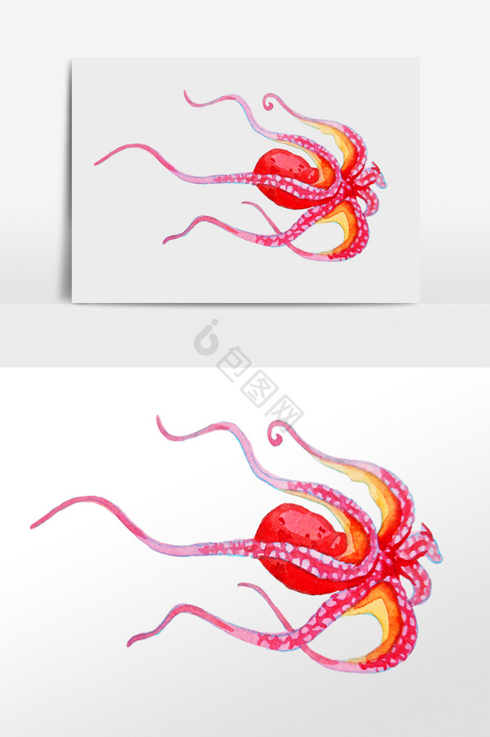 海洋生物水生物鱿鱼插画图片