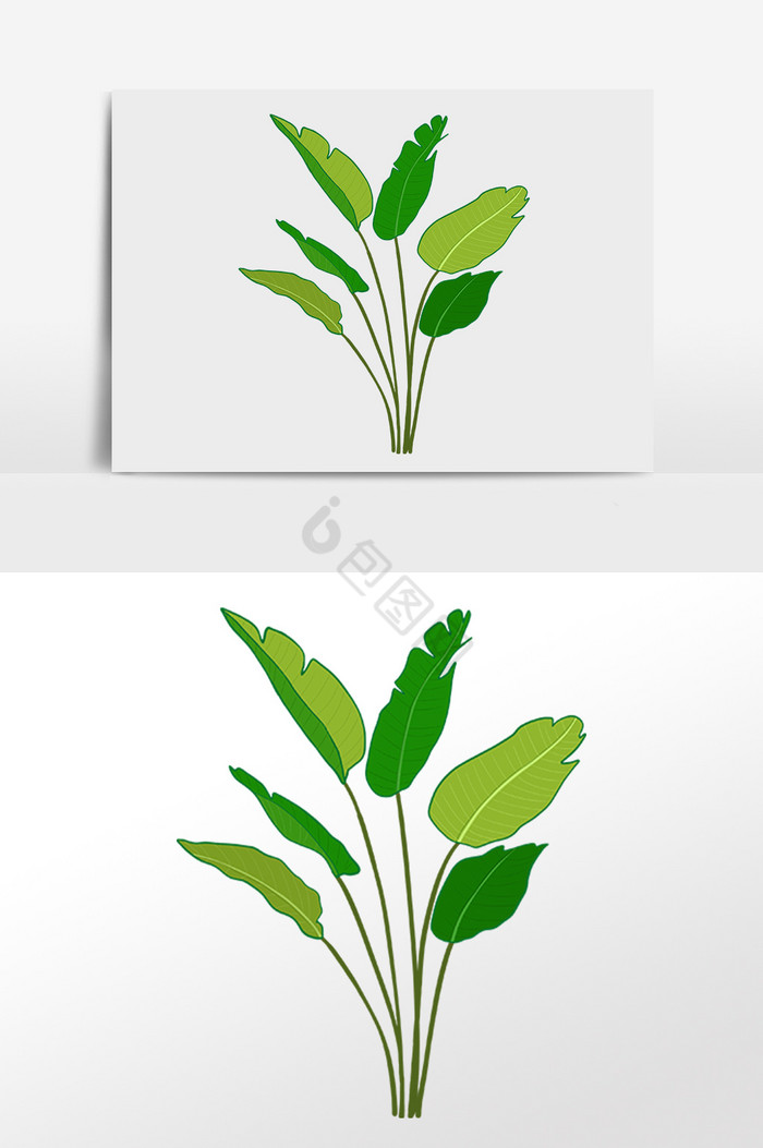 热带植物绿植绿花草插画图片