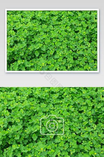 满天星小草平铺背景绿色活力生机植物素材图图片