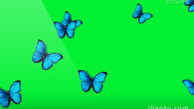 蓝色蝴蝶飞舞大气合成视频元素