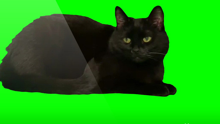 黑色猫栖息动物视频元素
