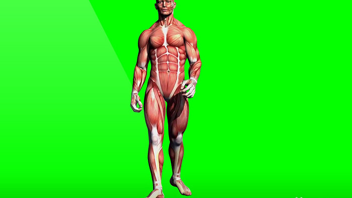 生物人体肌肉男性行走企业宣传合成视频元素