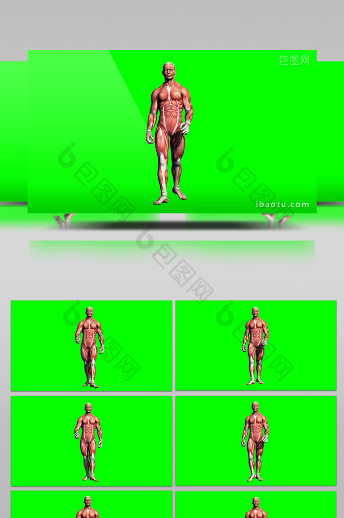 生物人体肌肉男性行走企业宣传合成视频元素