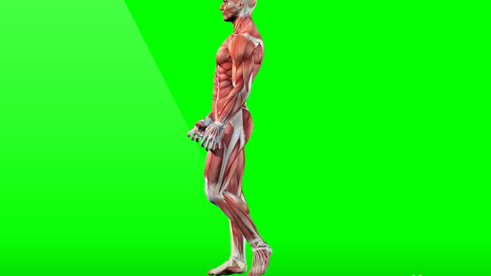 生物人体男性肌肉行走合成视频元素