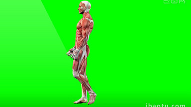 生物人体男性肌肉行走合成视频元素