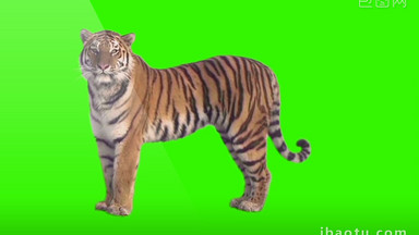 老虎动物展示企业宣传合成视频元素