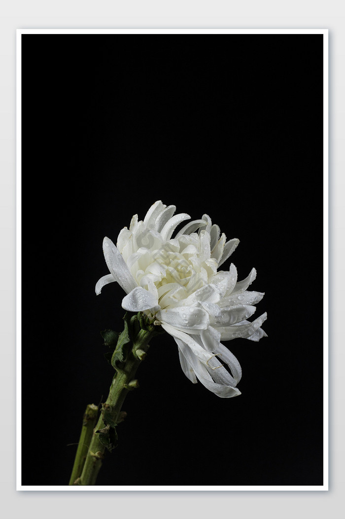 白菊花图片 白菊花素材 包图网 白菊花图片 白菊花素材 包图网