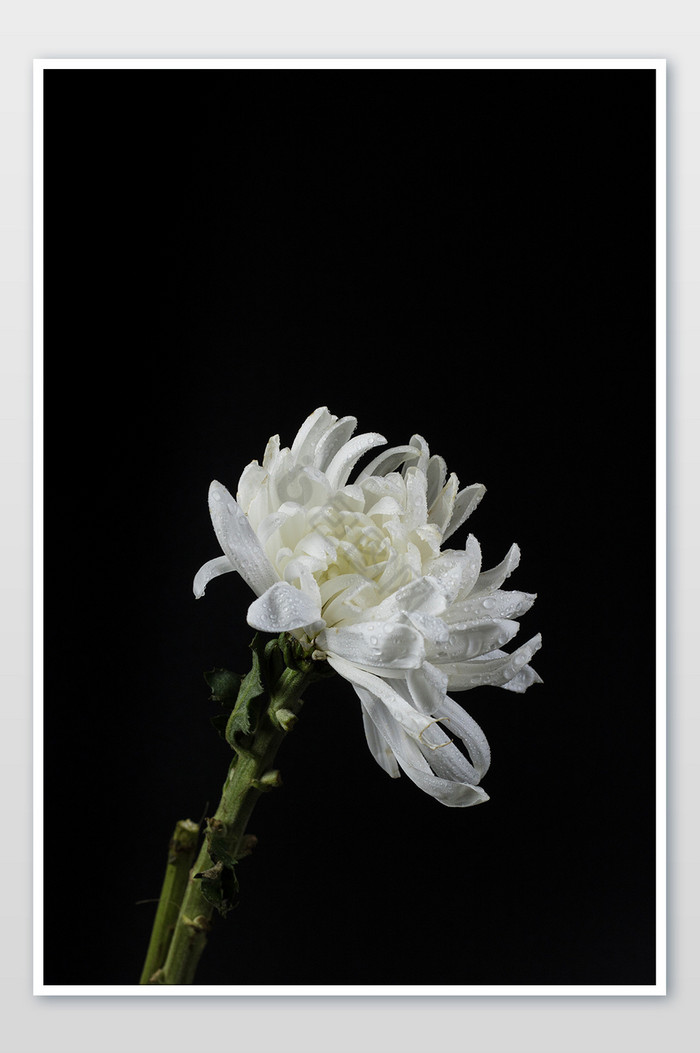 清新黑底白菊花摄影图图片