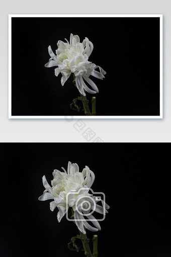 白菊花图片 白菊花素材 包图网 白菊花图片 白菊花素材 包图网