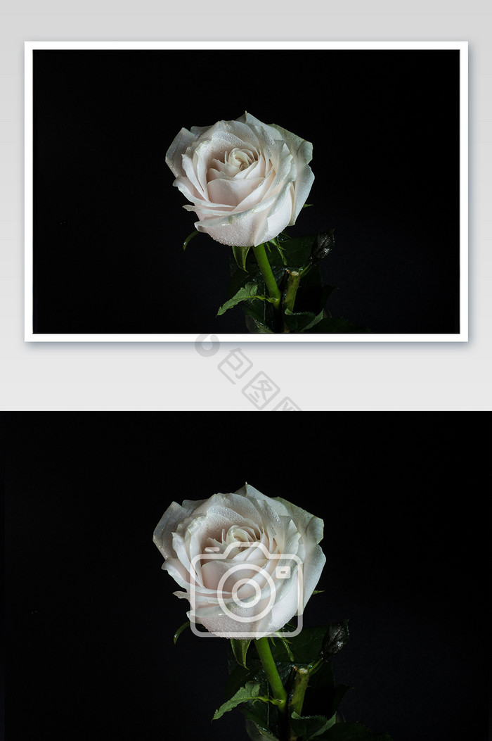 大气高端白玫瑰摄影图