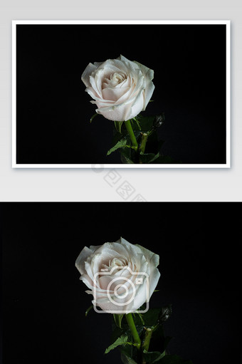 大气高端白玫瑰摄影图图片