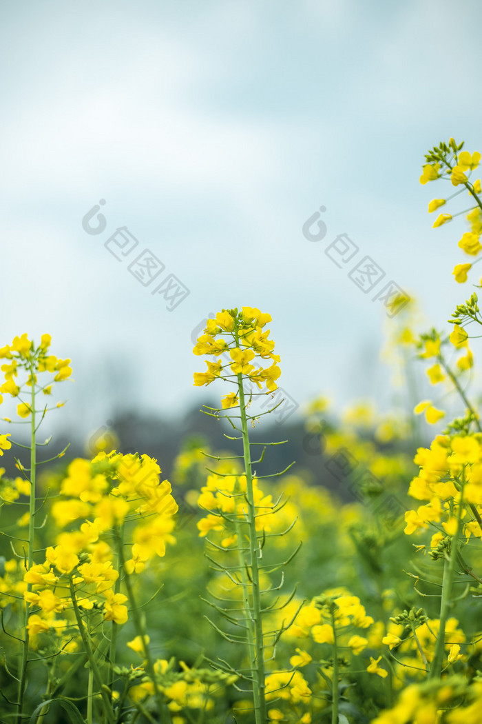 春天里盛开的油菜花丛特写镜头