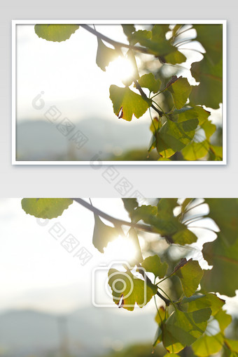 秋日绿意银杏树下午后阳光生活图片