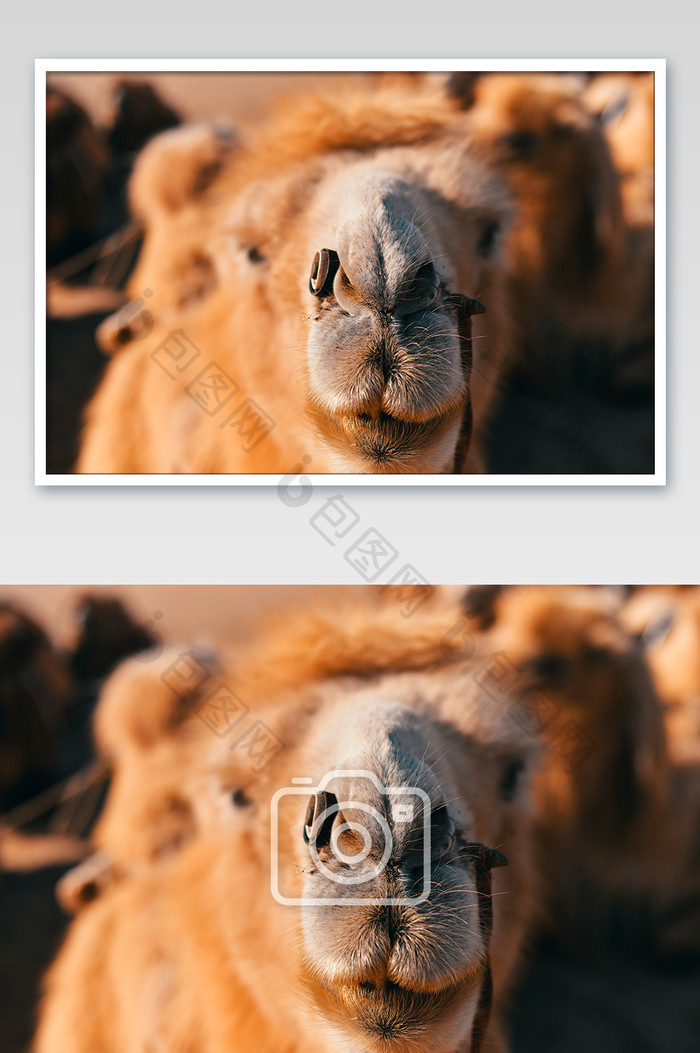 橘黄色可爱动物骆驼特写摄影图片