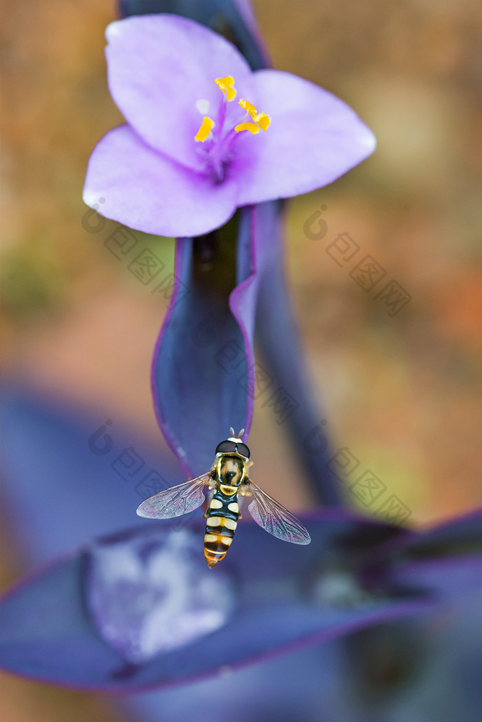 自然昆虫果蝇清晰微距特写摄影图片4