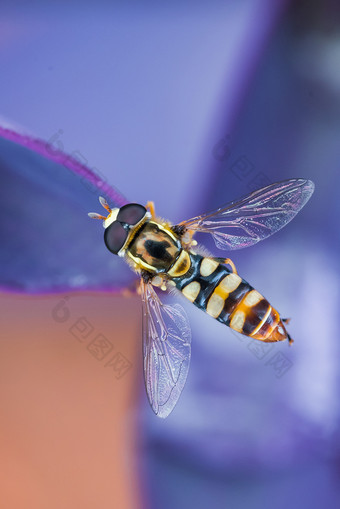 自然昆虫果蝇清晰微距特写摄影图片2图片