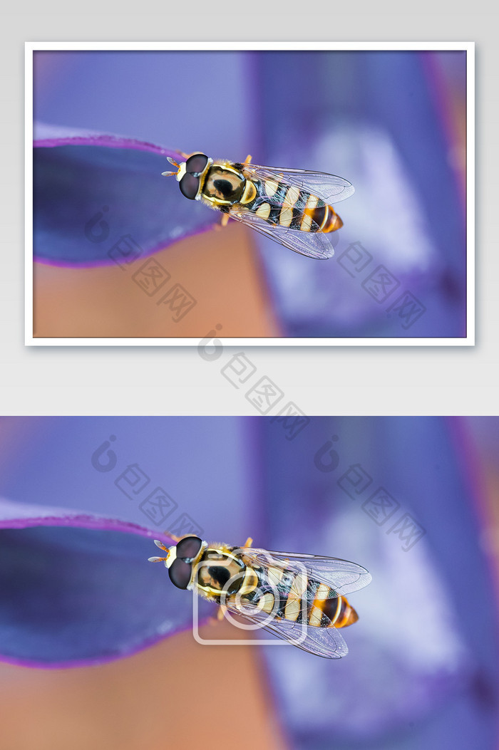 自然昆虫果蝇清晰微距特写摄影图片