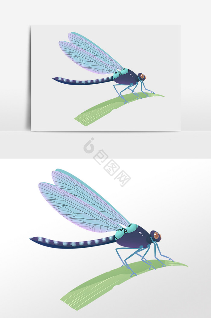 野生动物翅膀动物蜻蜓插画图片