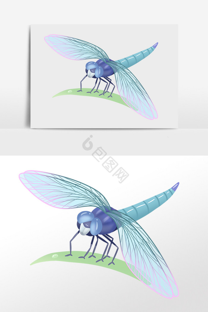 野生动物翅膀蜻蜓插画图片
