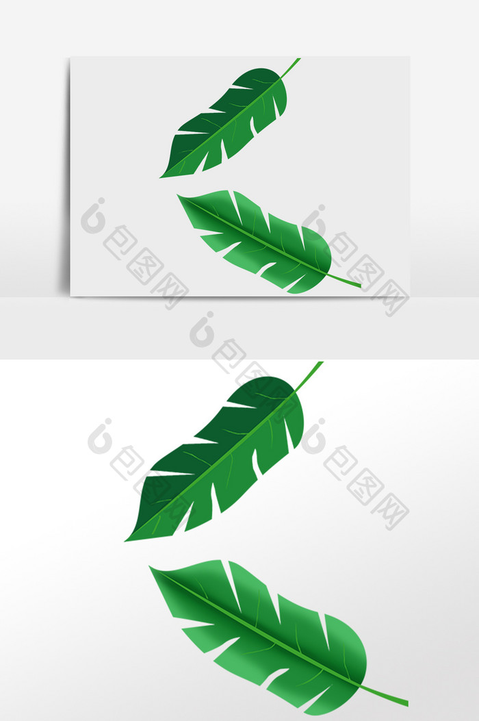 手绘夏季热带植物两片叶子插画
